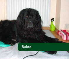 Baloo