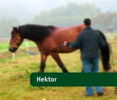 Hektor