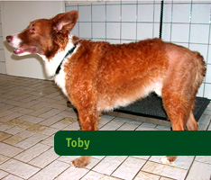 Toby