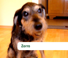 Zorro